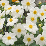 Dalia Mignon blanca